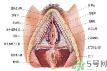 外陰瘙癢怎么回事？外陰瘙癢的原因是什么？