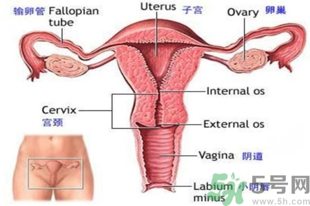 引起外陰瘙癢的疾病有哪些？治療外陰瘙癢的偏方有哪些？