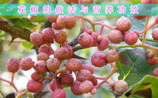 花椒可以治牙疼嗎 花椒為什么能治牙疼