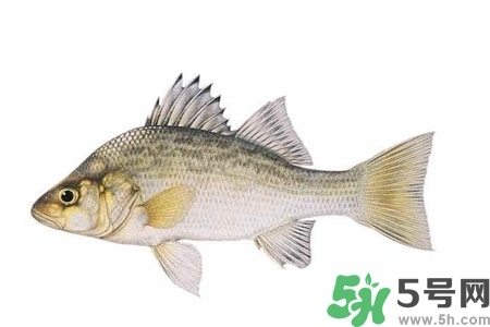 秋季適合吃什么魚？秋季吃魚的好處？