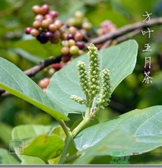 五月茶的功效 五月茶怎么吃？