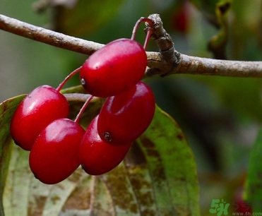 茱萸是什么？重陽節(jié)為什么要插茱萸？