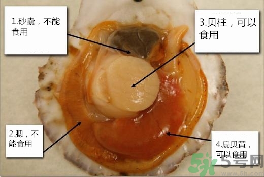 扇貝里面的黑色東西能吃嗎?扇貝哪些部位不能吃圖解