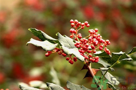 花椒可以治療打鼾嗎？花椒的好處有哪些？