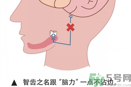 智齒一定要拔掉嗎？什么樣的智齒可以不拔？