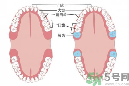 長智齒疼痛怎么辦？長智齒牙齦腫了怎么辦？