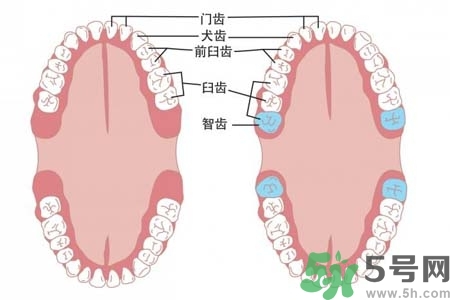 智齒橫著長怎么辦？智齒橫著長一定要拔了嗎？