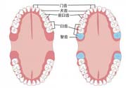 智齒橫著長怎么辦？智齒橫著長一定要拔了嗎？