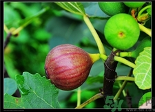 新鮮無花果怎么保存?新鮮無花果可以冷凍嗎?