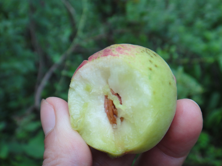 野桃子能吃嗎？野桃子核的功效與作用