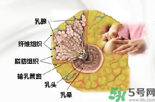 乳汁是怎樣形成的？怎樣才能讓乳汁更多？