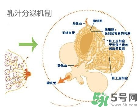 乳汁是怎樣形成的？怎樣才能讓乳汁更多？