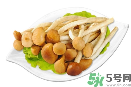 茶樹(shù)菇的營(yíng)養(yǎng)價(jià)值 茶樹(shù)菇的功效與作用