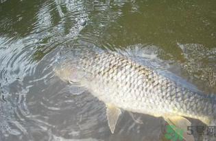 秋天釣魚用腥還是香？秋天釣魚用什么味型餌料？