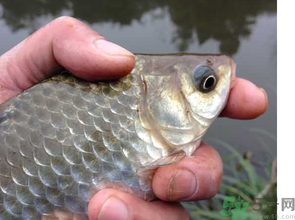 十月份釣鯽魚用什么餌？十月份釣鯽魚用什么餌料好？