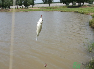 秋天釣魚(yú)深水還是淺水？秋天釣魚(yú)釣深水還是淺水？