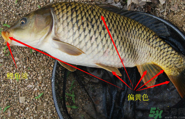 秋天釣鯉魚用什么小藥？秋天黑坑釣鯉魚用什么小藥？