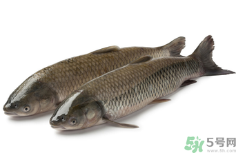 十月份草魚(yú)好釣嗎？十月份怎么釣草魚(yú)？