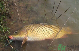 十月份可以釣鯉魚嗎？十月份釣鯉魚用什么餌？