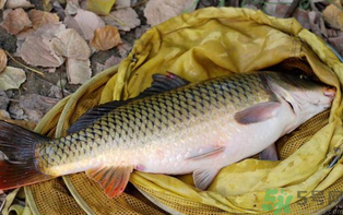 十月份可以釣鯉魚嗎？十月份釣鯉魚用什么餌？