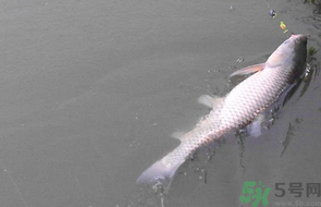 秋天釣草魚用什么餌？秋季釣草魚用什么餌最好？ 