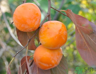 黃柿子和紅柿子有什么區(qū)別？紅柿子和黃柿子哪個(gè)好？