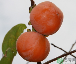 黃柿子和紅柿子有什么區(qū)別？紅柿子和黃柿子哪個(gè)好？