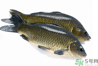 活鯉魚怎么保存？鯉魚怎么養(yǎng)才不容易死？