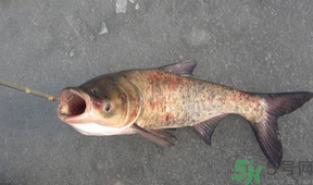 秋天釣鰱魚用什么餌料？秋天釣鰱魚用什么味餌？