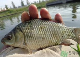 野生鯽魚多少錢一斤？野生鯽魚怎么區(qū)分？