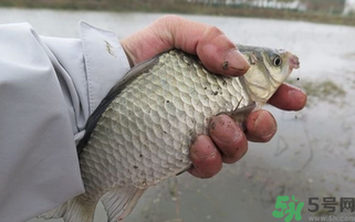 野生鯽魚怎么做好吃？野生鯽魚的做法