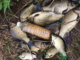 野生鯽魚怎么釣？釣野生鯽魚的技巧