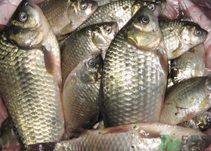 野生鯽魚怎么釣？釣野生鯽魚的技巧