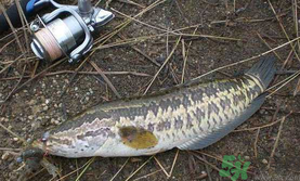 10月份還能釣黑魚嗎？幾月份釣黑魚最好？