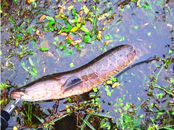 十月份黑魚(yú)好釣嗎？十月份怎么釣黑魚(yú)？