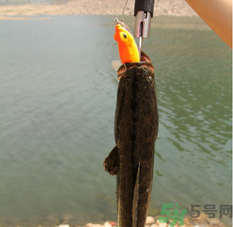 十月份黑魚(yú)好釣嗎？十月份怎么釣黑魚(yú)？