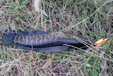 秋天怎么釣黑魚？秋天釣黑魚技巧