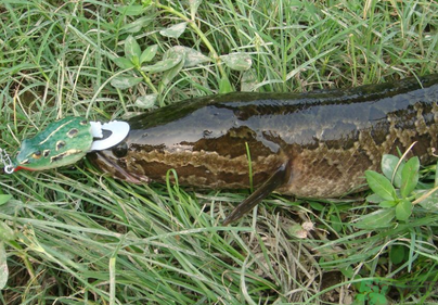 秋天怎么釣黑魚？秋天釣黑魚技巧