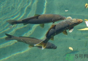 十月份釣青魚好釣嗎？釣青魚什么時(shí)間最好？