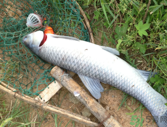 十月份釣青魚好釣嗎？釣青魚什么時(shí)間最好？