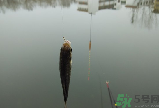 陰天怎么釣魚？陰天釣魚技巧