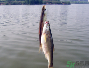 陰天怎么釣魚？陰天釣魚技巧