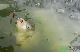 陰天怎么釣魚？陰天釣魚技巧