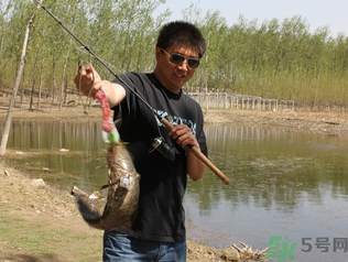 秋季釣黑魚用什么魚餌？秋天釣黑魚用什么餌？