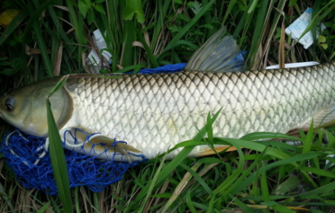 野生草魚多少錢一斤？野生草魚價(jià)格