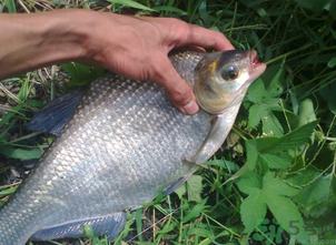 鳊魚多少錢一斤？野生鳊魚多少錢一斤？