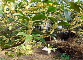 新鮮桂花怎么處理？新鮮桂花怎么保存？