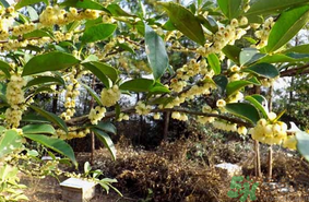 新鮮桂花能吃嗎？新鮮桂花怎么吃？