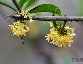 新鮮桂花可以做什么好吃的？新鮮桂花的做法大全