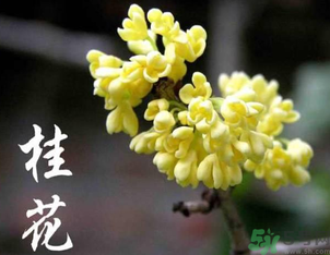 剛摘的桂花怎么處理？桂花摘下來怎么處理？